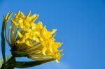 Yellow Ixora Coccinea Flower Stock Photo