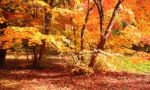 Beautiful Autumn Trees With Yellow Leaves Stock Photo