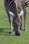 Beautiful Zebra Close-up Stock Photo