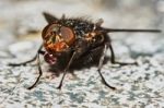 Gray Fly Drinking Stock Photo