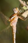 Red-veined Darter Stock Photo