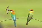 Chestnut-headed Bee-eater Stock Photo