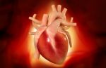 Human Heart Stock Photo