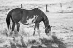 Horse In The Paddock Stock Photo