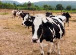 Milch Cows Relaxing In Farm Stock Photo