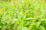 Green Basil With Flower And Seed In Plant, Thai Herbs And Spices Stock Photo