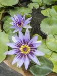 Purple Water Lily Stock Photo