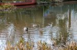 A Pair Of Mallards (anas Platyrhynchos) On The Wey Navigations C Stock Photo