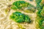 Stones Overgrown With Mud Under The Water Stock Photo