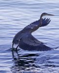 Beautiful Isolated Photo Of A Great Blue Heron Taking Off From The Water Stock Photo