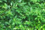 Green Banyan Leaf Wall Stock Photo