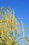 Paddy Rice Stock Photo