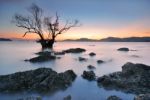 Mangrove Trees Sunset Stock Photo