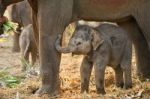 Baby Elephant Stock Photo