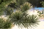 Closeup Of Evergreen Spruce Branches Stock Photo