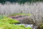 Red Algae And Dead Trees Para Wetlands Stock Photo