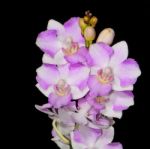 Phalaenopsis Hybrid Stock Photo