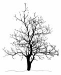 Dead Tree Without Leaves Isolated Stock Photo