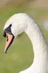 Swan Stock Photo