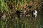 Assorted Waterfowl At The London Wetland Centre Stock Photo