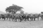 Zebras In Serengeti National Park Stock Photo