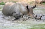 Rhino In The Muddy Water Stock Photo