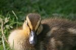 Duckling Stock Photo