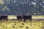 Cows Grazing In The Green Argentine Countryside Stock Photo