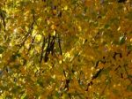 Texture Of The Autumn Foliage Of Trees  Stock Photo