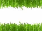 Grass Background Stock Photo