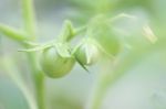 Solanum Laciniatum Stock Photo