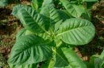 Tobacco Plants Stock Photo