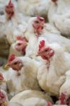 Sick Chicken Or Sad Chicken In Farm,epidemic, Bird Flu, Health Problems Stock Photo