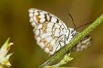 Spanish Marbled White (melanargia Ines) Stock Photo