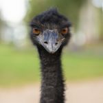 Emu In The Outdoors During The Day Stock Photo