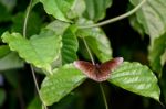 Common Crow Butterfly (euploea Core) Stock Photo