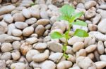 Small Plant Grow Up On  Gravel Stock Photo