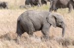 African Elephant In Serengeti National Park Stock Photo