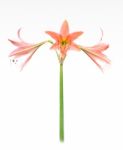 Star Lily Stock Photo