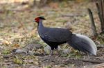 Kalij Pheasant Stock Photo