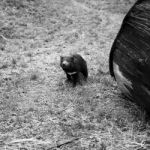 Tasmanian Devil Found During The Day In Tasmania Stock Photo