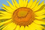 Sunflower Stock Photo