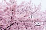 Cherry Blossom With Soft Focus, Sakura Season In Korea,background Stock Photo