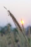 Single Blade Of Grass Stock Photo