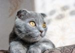 Lop-eared Gray Cat Lying On The Sofa Stock Photo