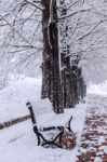 View Of Bench And Trees With Falling Snow Stock Photo