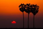 Silhouettes Of Palm Tree Against Sunset Background Stock Photo