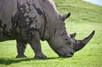 Isolated Image Of A Rhinoceros Eating The Grass Stock Photo