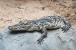 The Crocodile In Zoo Stock Photo