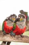 Two Crimson Bellied Conure Stock Photo